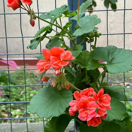 Vendégház Casa Patrizia 3*